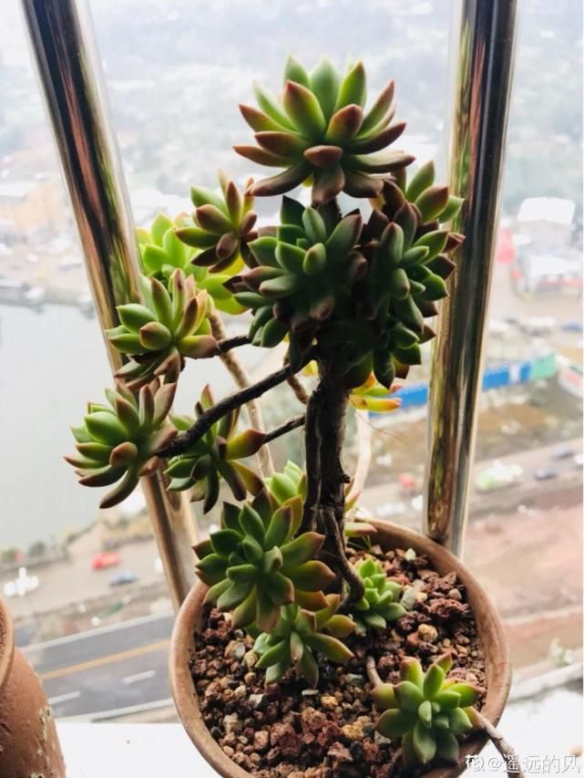 一入肉坑深似海，越养越上瘾