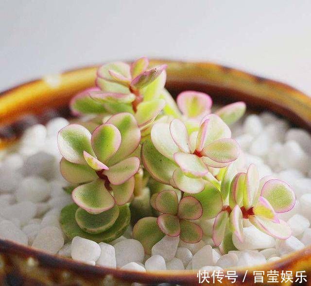 金枝玉叶长成树,喷点“染花剂”,花色艳丽,养成盆景价值高
