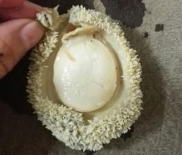  鲍鱼为什么煮不烂？该怎么办？