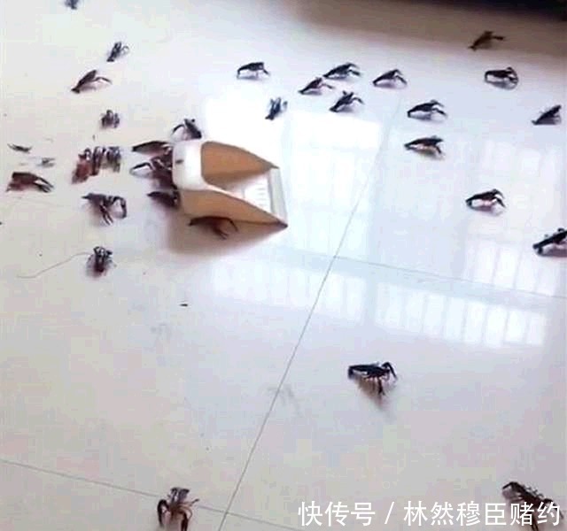 小龙虾|宝妈买完菜回来上了厕所，出来后感觉要崩了，宝妈亲生的不能扔