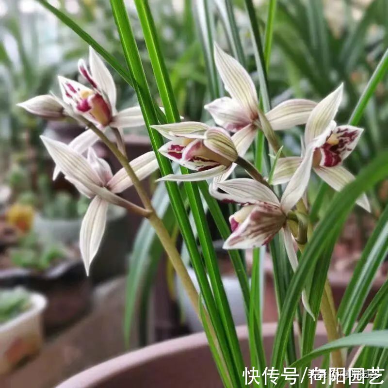 兰花有哪些种类?分“2大类”,“3大生”,共有3000个品种