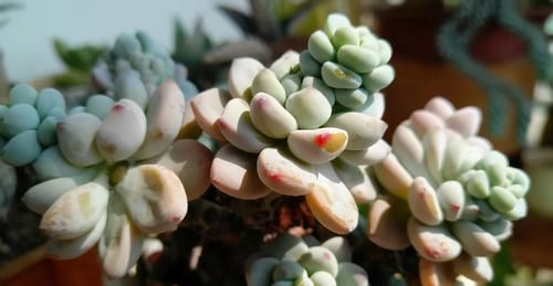 为什么圆滚滚的多肉养着养着就变细长？原因有3个