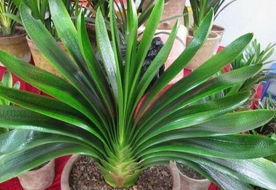 软布|君子兰就喜欢这“玩意”,随便一滴,叶子挺拔如“折扇”,花还大