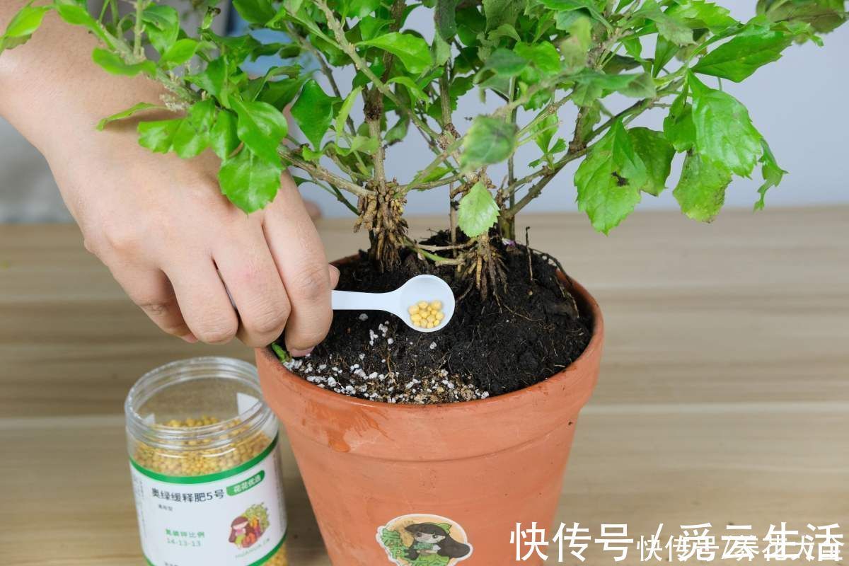 花店老板绝不外传的5个养花小技巧，简单实用，轻松成为养花高手