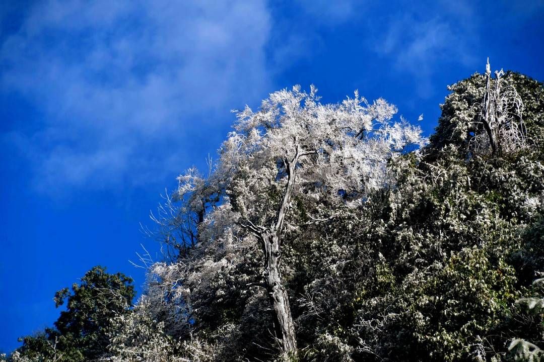 黄荆|美出新境界 四川古蔺黄荆老林立冬雪后现雾凇奇观