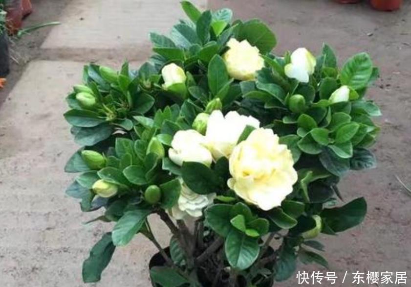 叶子|栀子花、发财树容易黄叶子,一月一次“醋酸水”,叶绿根壮长势旺