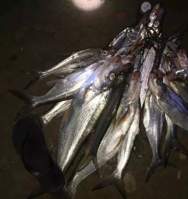 垂钓|一夜钓几百斤翘嘴!泥鳅钓法再引骂战,有人支持有人怒骂
