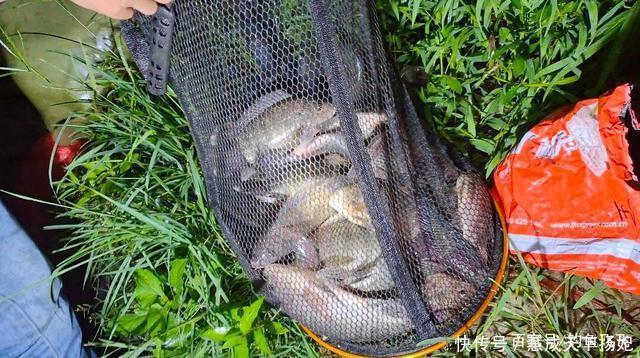 入侵|这2种鱼已成功“入侵”我国,吃货也束手无策,钓到该如何处理