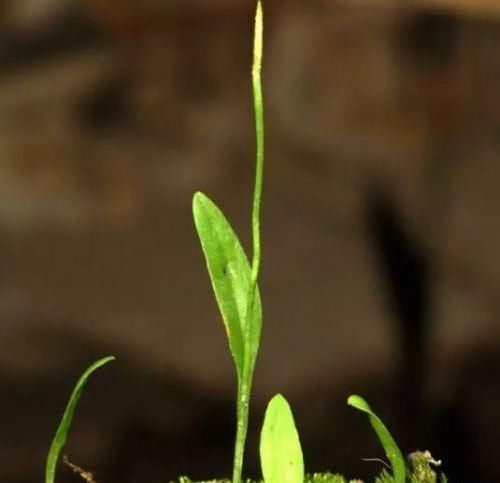 种植物|此物俗称“一支箭”,是极品中药,一斤能卖600元,可惜少有人懂