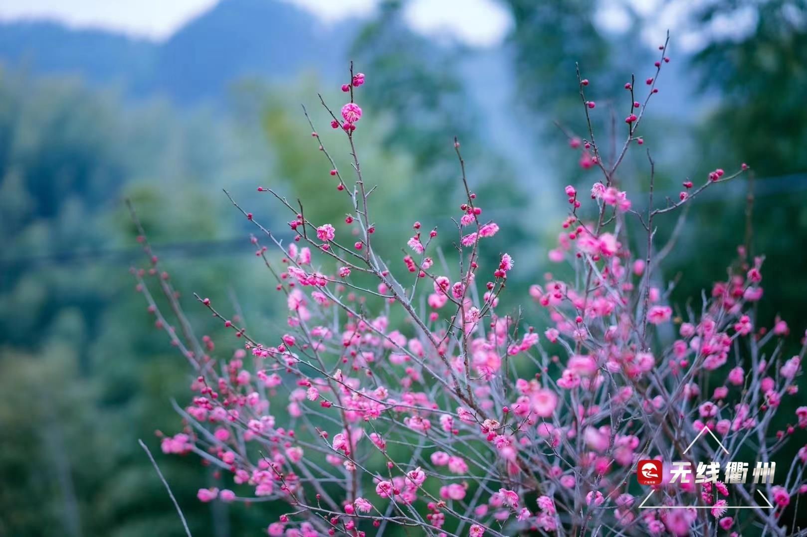 七里乡|“雪景+梅景”，到柯城七里寻香去~