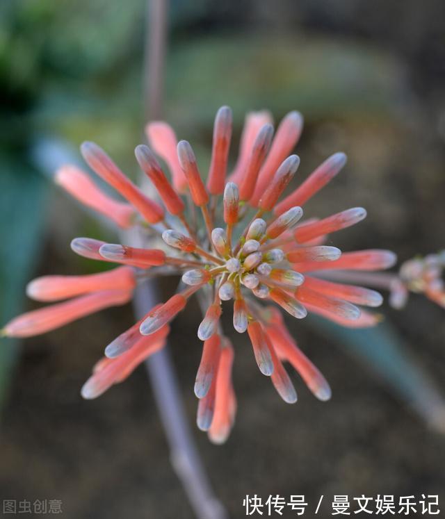 花友|如果你家芦荟长“小尾巴”,别剪掉,请珍惜,比较少见