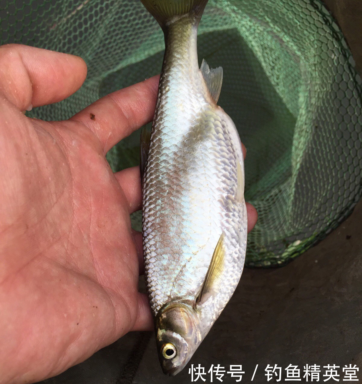 野钓白条的几种方法,上鱼速度一绝,一天钓十几斤是家常便饭