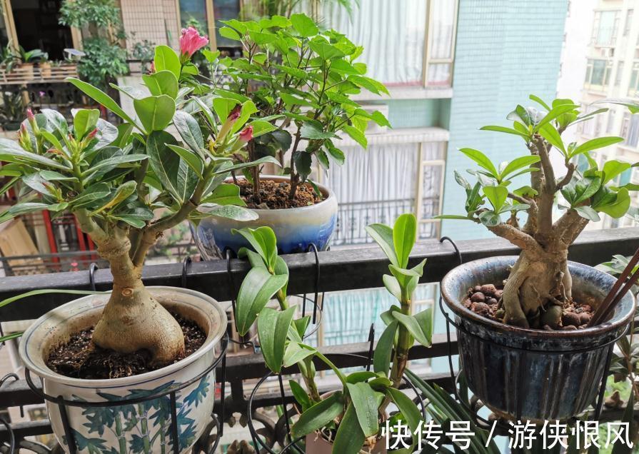 带大肚子的沙漠玫瑰,养护多注意这5点,霸气镇宅,开花比月季美