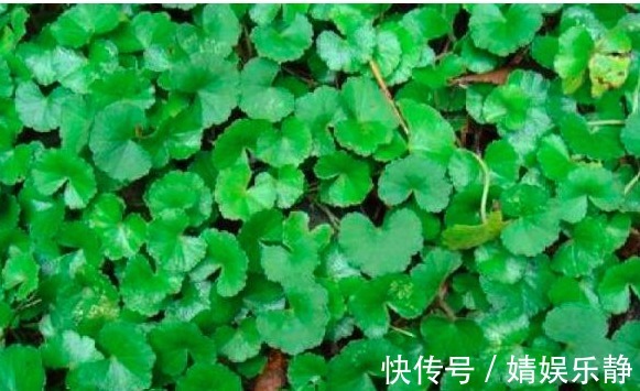 清热解毒|女人常吃以下3种野菜,清热解毒、美容祛湿,还能提高免疫力