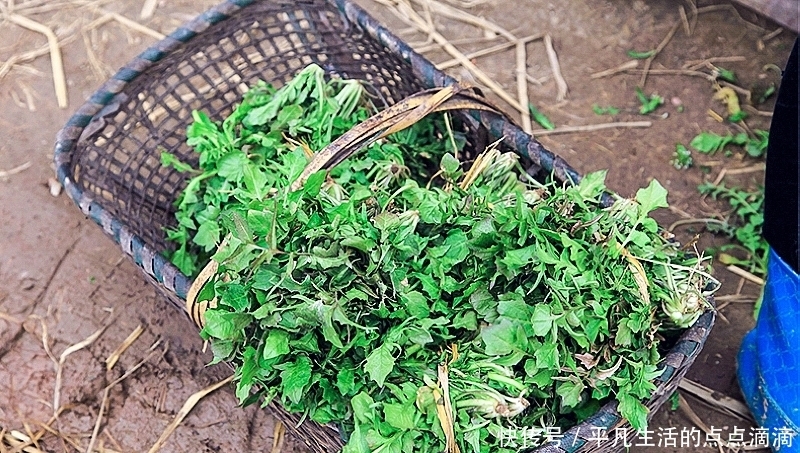  这种野菜比荠菜香多了，人称“油勺子”，包饺子小孩子爱吃