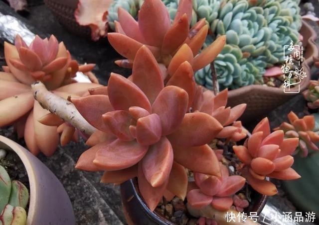 从一颗到500多盆，遇见多肉后，满眼全是你！