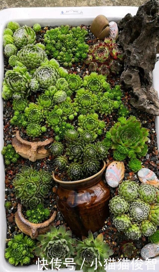 多肉为什么有时候很好养,有时候就养不活