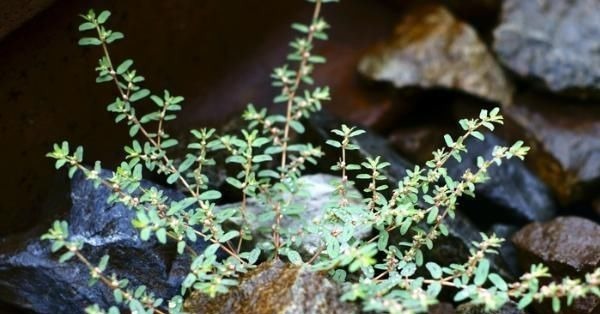 地锦草|农村这种野草随处可见，人称“血见愁”，价值很珍贵，拔1棵少1棵