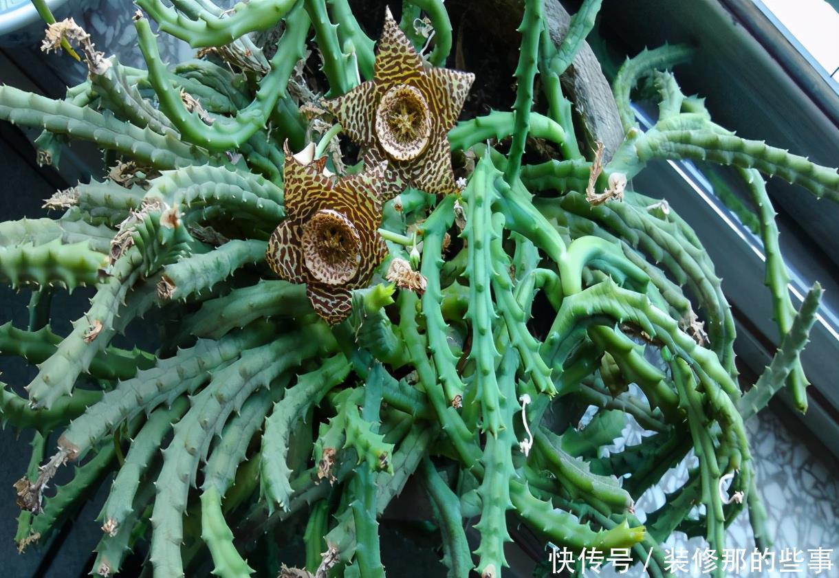 干旱|耐干旱的3种小盆栽,不用浇水不用管,养着养着就泛滥了