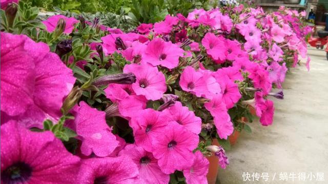 超简单的矮牵牛花暴盆方法,新手也能轻松暴盆