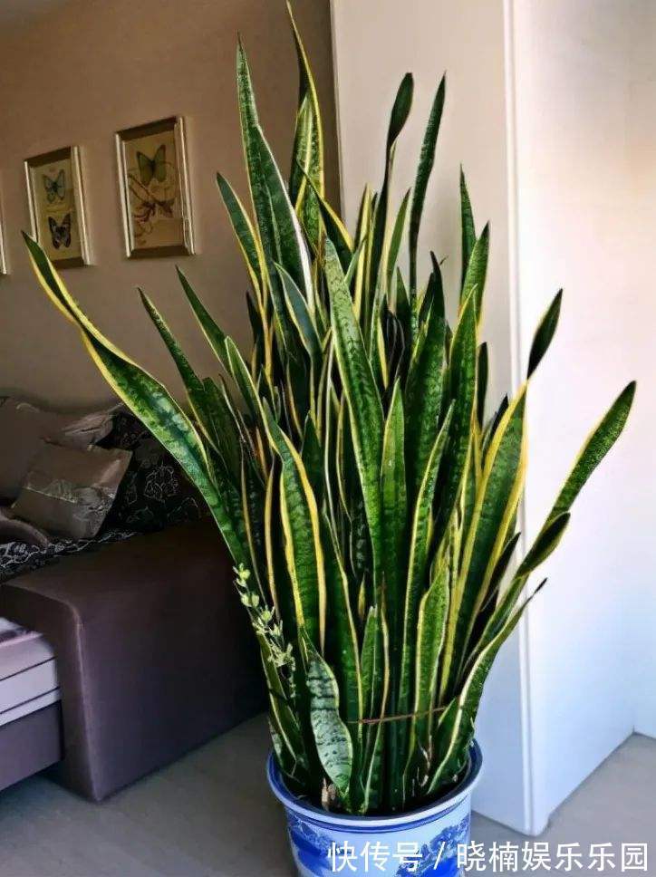 客厅见树,后代富足,7种“吉利树”,随便养一盆,养人又旺家