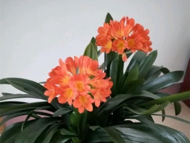 客厅养花,就养这“2种”,好养易活又耐看,比富贵竹、发财树强