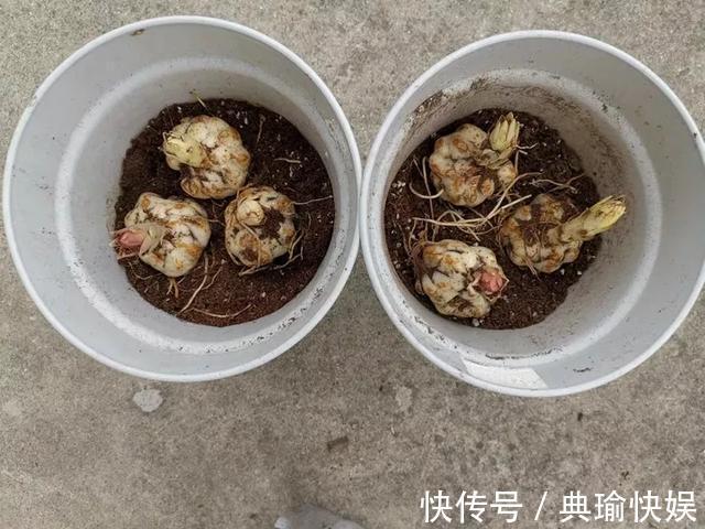 养百合花真上瘾,长的快、开花多,寓意还好,每个品种都想养!