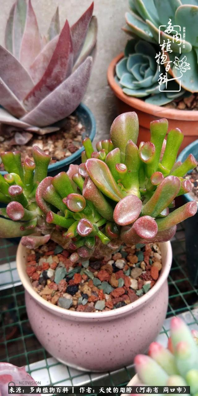 唯有植物,我的人生才不孤独!