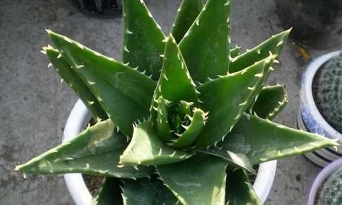  生长缓慢|芦荟叶片瘦，长的慢，怎么办？