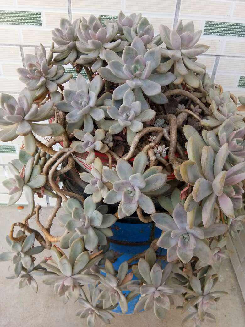 有些多肉就爱过夏天,越晒越渴越美艳,养一棵就值了!