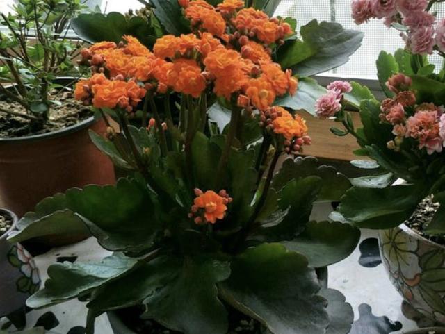 夏天盆栽“长寿花”,把4个“小细节”做好,天冷后冒花苞,美