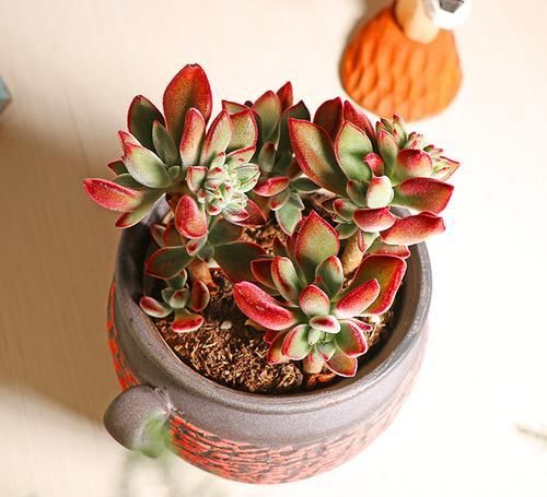 1种“耐旱”多肉，美而不娇气，好养易爆盆，阳光一照就上色