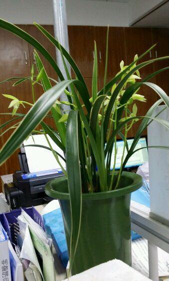 兰花安全度夏,这四点必须把握住