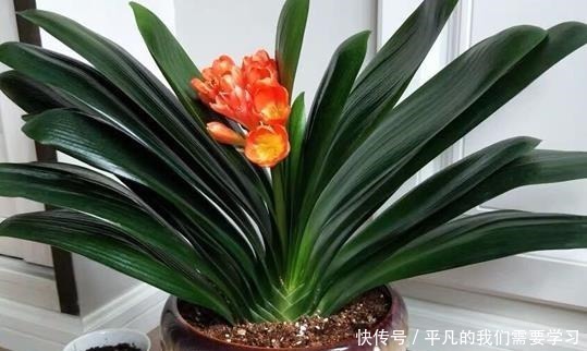 什么残茶水、蚯蚓粪都不如它,往盆里埋10滴,叶子油亮开花旺!