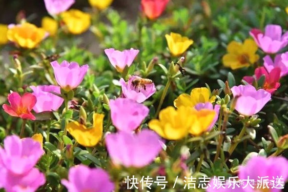 浇水|此花别名“死不了”,1盆开出6个色,一到夏天长不停,阳台成花海