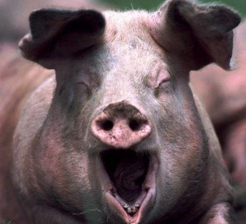 部位|猪身上的四个部位,不花钱也别要,肉摊老板:我只卖给别人吃