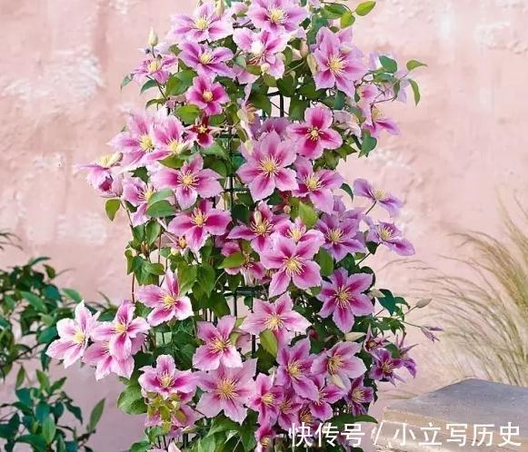 此花有梦幻般的颜色，优雅高贵，养一棵就能开成瀑布花