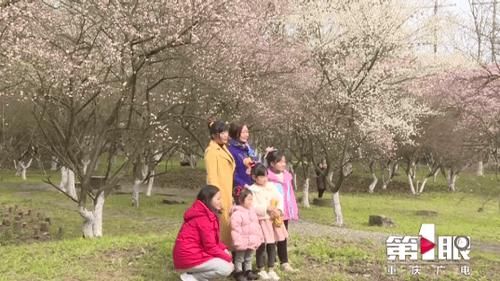 中年|五彩梅花迎春开 赏花出游正当时