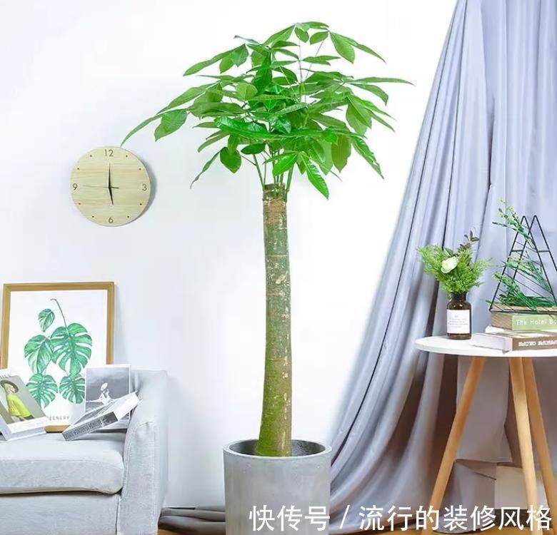 克瑞墨大牡丹茶花|如果不差钱，客厅建议摆放3样“高贵花卉”，让家居更精致