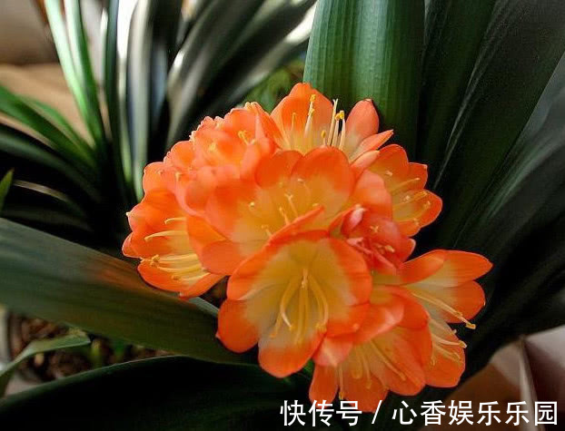 手把手教你做花肥,掌握关键几点,年年开花不断,比买的好10倍!