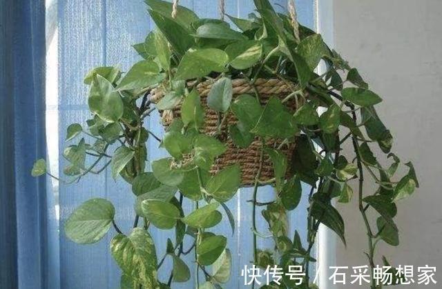 技巧|在家里养“绿萝”，3个“技巧”学好，6个月窜到1米长，繁殖20盆
