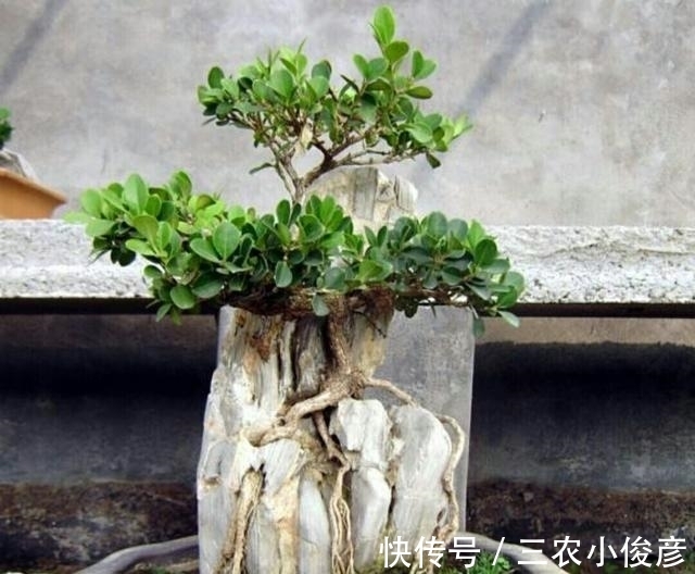 软石|怎样才能制作出更加自然的附石盆景?