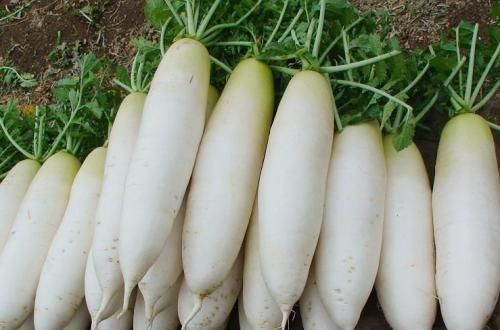 咳嗽|白萝卜和此物一起炖,坚持3天,痰没了,咳嗽好了,不妨试试