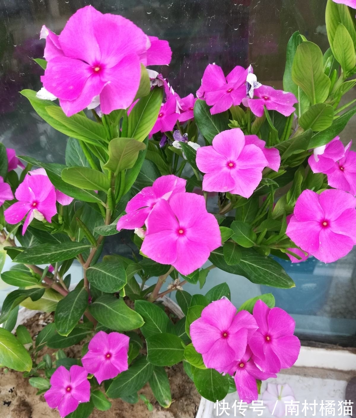 家里养盆“干净花”，一年四季不招虫，开花也多