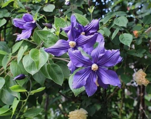 这4种花爱演戏,冬季“装死”,这时不管它,明年能早早开花