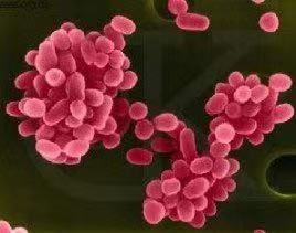 食用牛羊肉|【南院区报道32】反复发烧半个月，竟与喝奶有关？