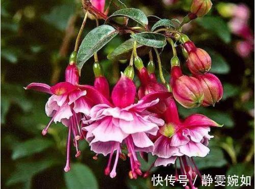 仙子|4种花堪称花中仙子，一年到头都开花，花色绚丽，北方也能养