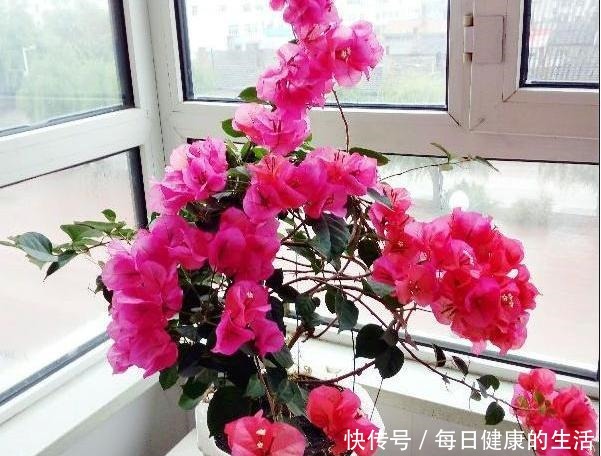 家有小阳台，就养“4种花”，春夏秋冬轮着开，365天都赏花！