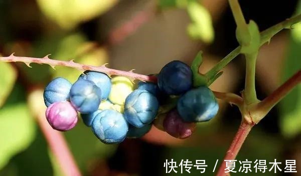 良方|一种带刺野草，蛇见到掉头就跑，是治蛇伤良方，农村娃却当零食吃！