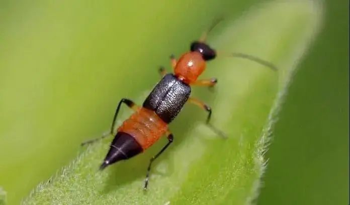 “你眼睛里有只蚂蟥！3厘米长的！”|万象 | 巡逻